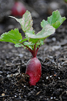 PHOTO: French breakfast radish