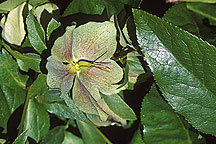 PHOTO: hellebore orientalis