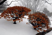 PHOTO: Red bushes in winter