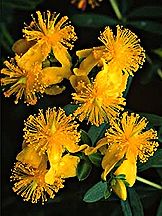 PHOTO: Kalm St. Johnswort