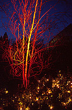 PHOTO: garden lighting
