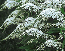 PHOTO: loosestrife