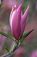 PHOTO: magnolia blossom