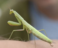 PHOTO: mantis
