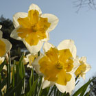 PHOTO: narcissus