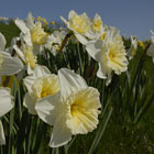 PHOTO: narcissus