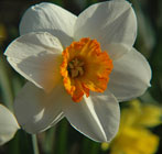 PHOTO: narcissus "Poet's Corner"