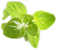 PHOTO: oregano