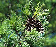 PHOTO: pinecone and needles