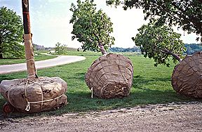 PHOTO: trees waiting to be planted