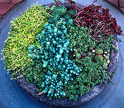 PHOTO: round container garden