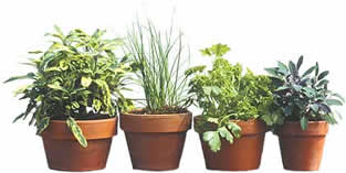 PHOTO: plants in pots