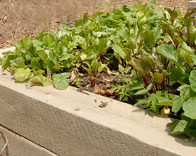 PHOTO: A raised garden bed