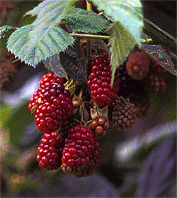 PHOTO: raspberries