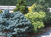 PHOTO: colorful conifer shrubs