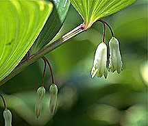 PHOTO: solomon's seal