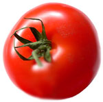 PHOTO: tomato