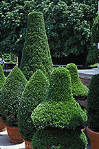 PHOTO: topiaries