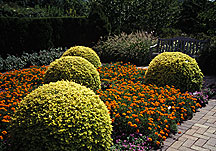 PHOTO: topiaries
