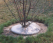 PHOTO: drought tree watering bag