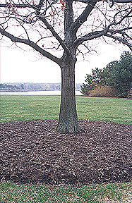 PHOTO: winter tree prep