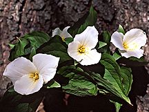 PHOTO: trillium