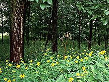 PHOTO: woodlands in bloom