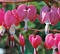 PHOTO: bleeding heart