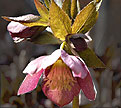 PHOTO: Helleborus niger