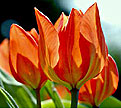 PHOTO: leather tulip
