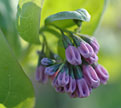 PHOTO: virginia bluebells