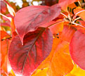 PHOTO: Autumn Blaze pear