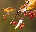 PHOTO: Korean mountain ash