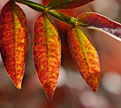 PHOTO: Sumac