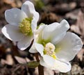 PHOTO: Helleborus niger