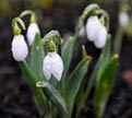 PHOTO: Galanthus
