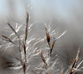 PHOTO: grasses
