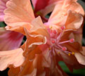 PHOTO: Fringed hibiscus