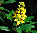 PHOTO:  gold shower thryallis