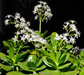 PHOTO: jade plant