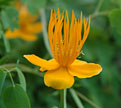 PHOTO: ranunculus