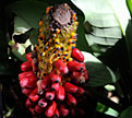 PHOTO: voodoo lily