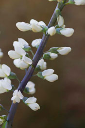 PHOTO: magnolia