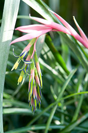 PHOTO: Billbergia nutans