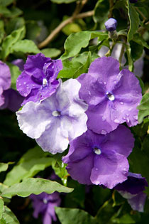  Brunfelsia pauciflora