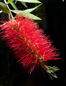 PHOTO: Callistemon citrinus
