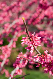 PHOTO: Cercis canadensis 'Appalachian Red'