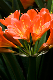 PHOTO: Clivia miniata