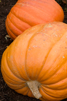 PHOTO: Prizewinner pumpkin