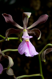 PHOTO: Encyclia cordigera var. rosea